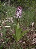 3c Orchis purpurea-Purpurknabenkraut